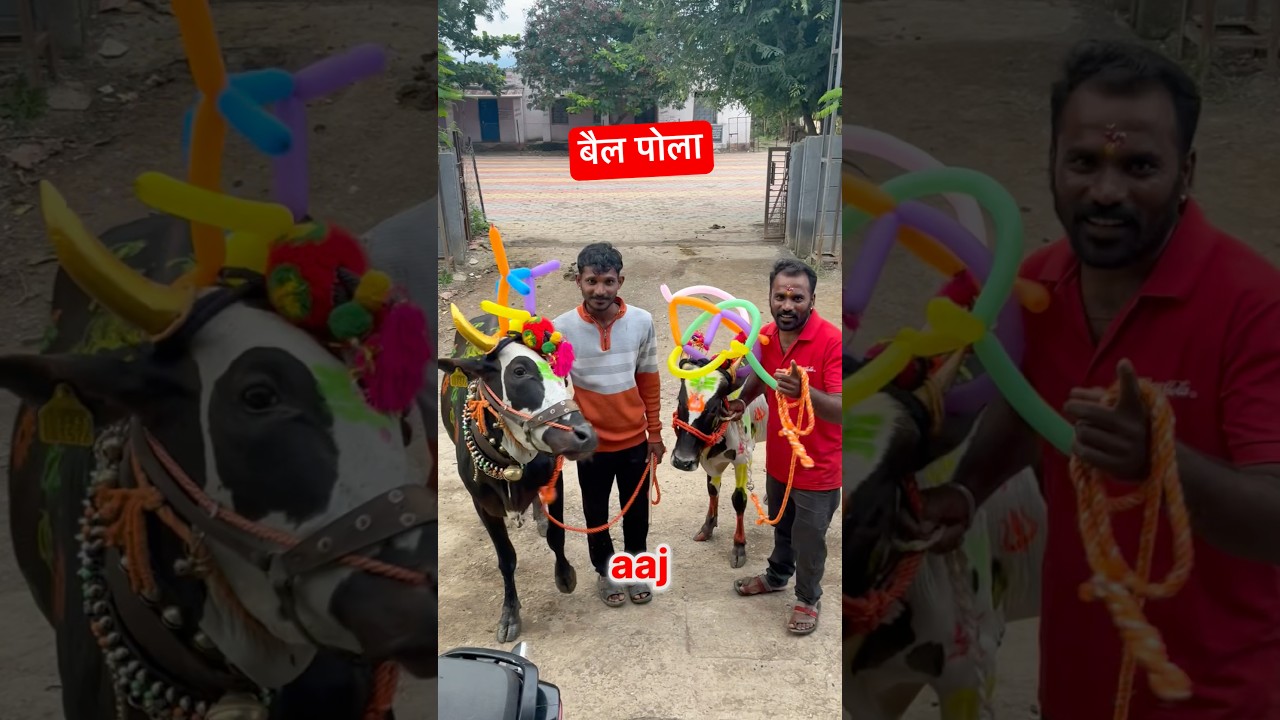 बैल पोला Bail pola 