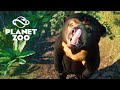 Chegaram 8 NOVOS ANIMAIS INCRÍVEIS na nova DLC SUDESTE ASIÁTICO - PLANET ZOO