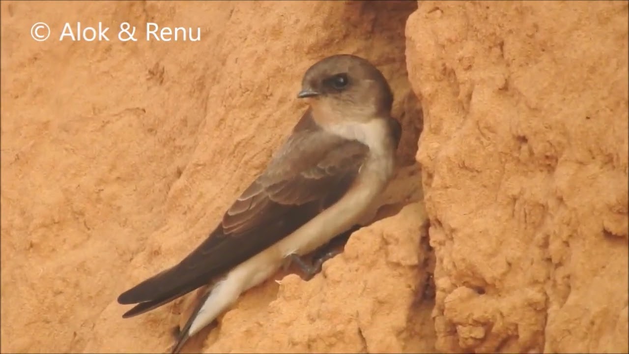 Gray-throated Martin : 3 : call : Amazing Wildlife of India by ... Renu Tewari and Alok Tewari
