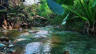 Relax Your Thoughts with River Flow and Gentle Bird Sounds