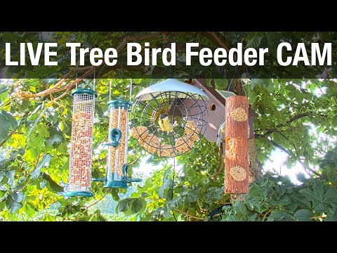 Recke Tree Bird Feeder Cam Archive live cam preview