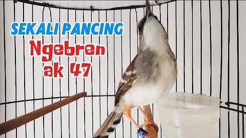 ciblek kristal gacor ngebren ak 47 variasi sekali pancing ciblekmu nyaut