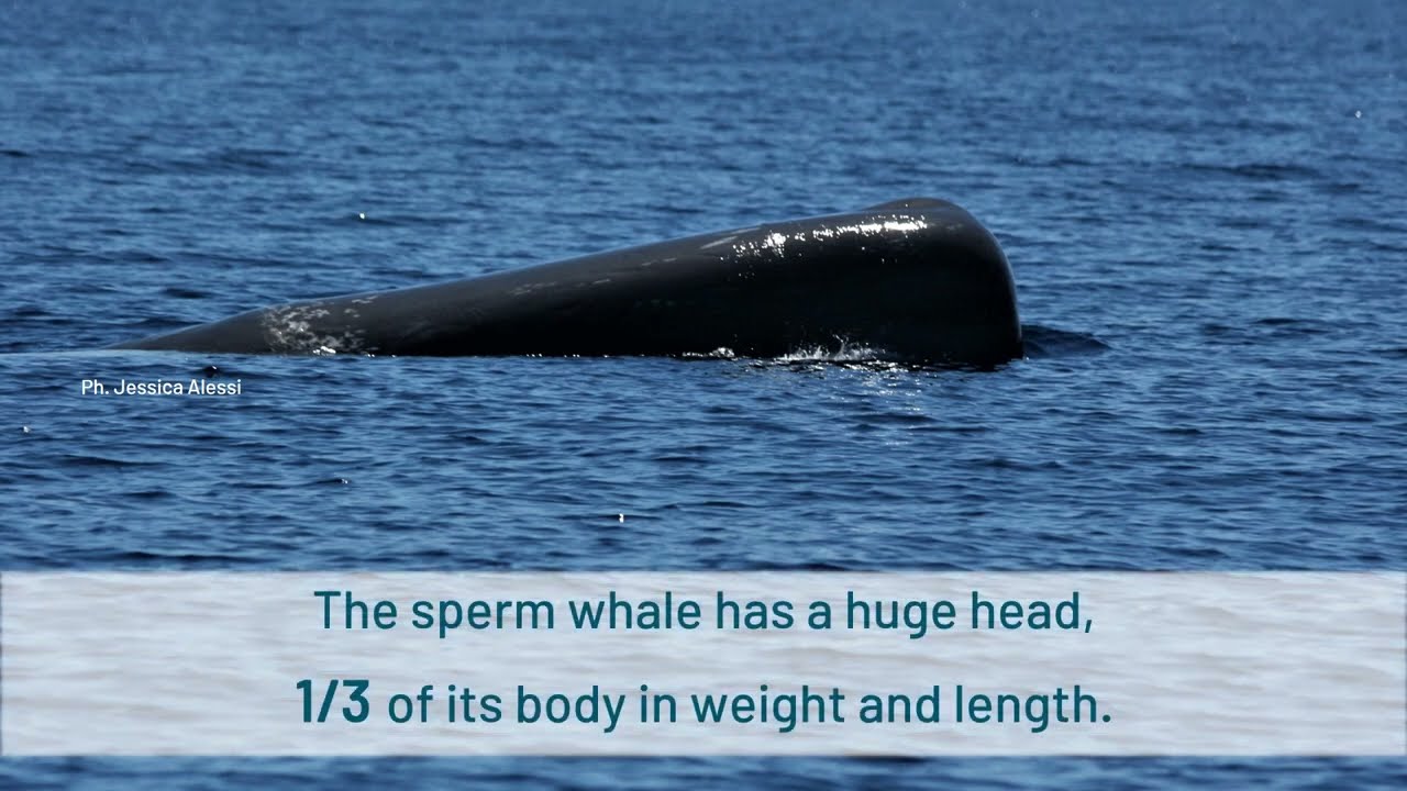 The unique head of a sperm whale