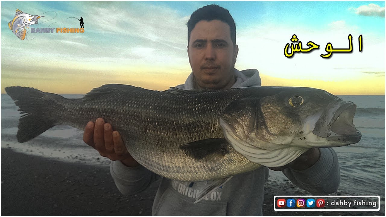 وأخيرا تمكنت من أضخم الوحوش القاروص العملاق وصراع على المباشر بالطعم صناعي BOURIA 150F 2020