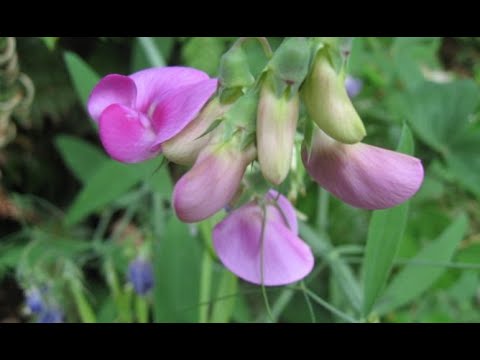 Video: Guisantes De Olor: Siembra, Cuidados Y Variedades