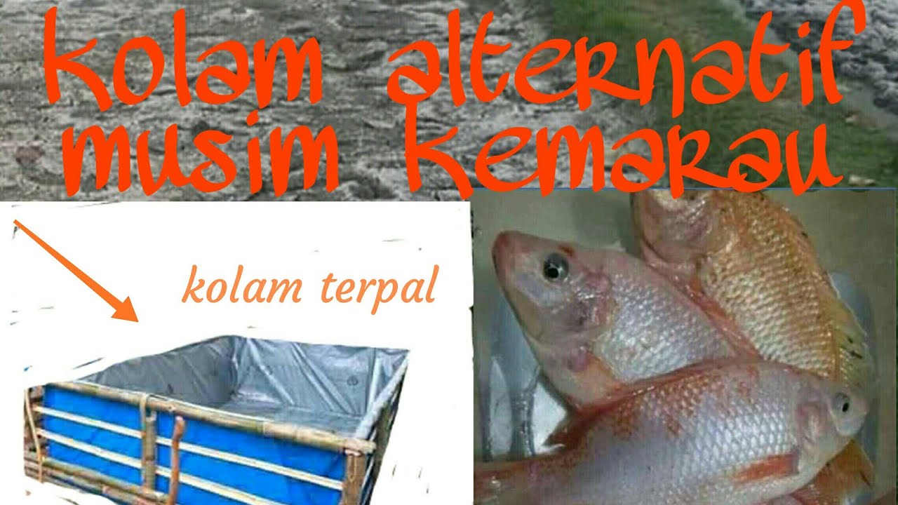 cara budidaya ikan nila di kolam terpal,alternatif musim kemarau 