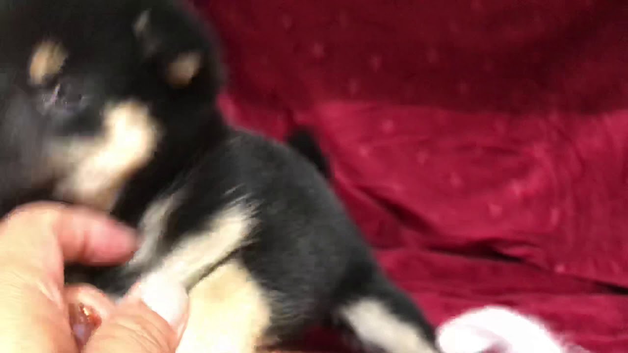 柴犬❤️極上ショー用の豆柴ちゃん❤️㊗️新元号記念特価93万円‼️評価は５つ星本当に小ぶりな黒豆ちゃん💕お探しの方は必見です💕豆柴界では有名な繁殖者様からやってきました❤️  - 子犬や子猫たちのペット販売情報が満載「ペットステーション」