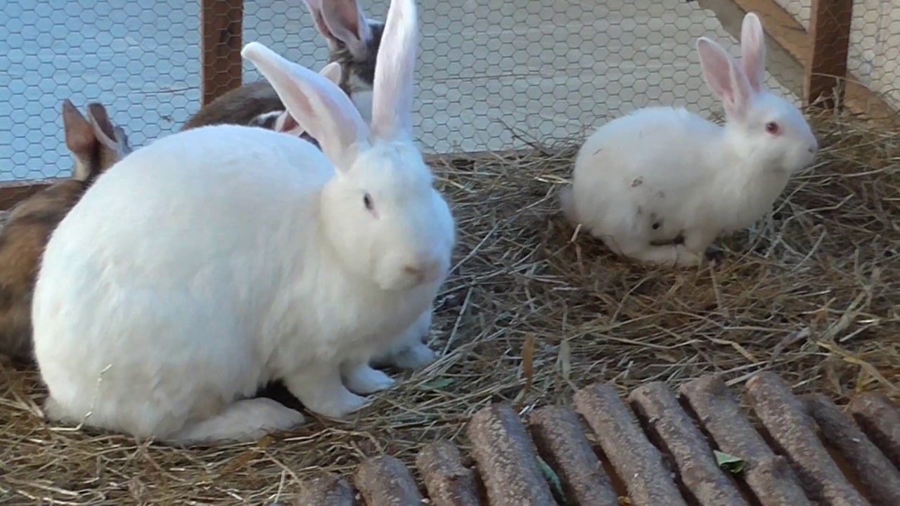 Kaninchenschau Kaninchenzuchtverein Namborn 2016