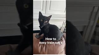 How to eazy train cats  part5 #shorts #virelshorts  #100kaamhain #cat