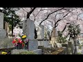 Tokyo Cemetery Cherry Blossoms