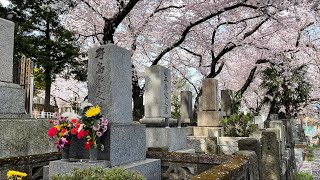 Tokyo Cemetery Cherry Blossoms