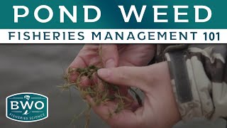 How to Grow and Promote Pond Weed Growth  - Fisheries Management 101