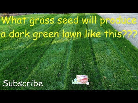 What grass seed