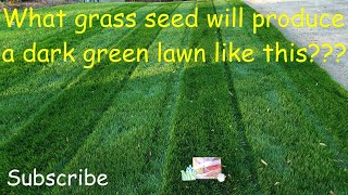 What grass seed produces a dark green lawn?