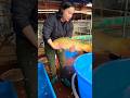 Jumbo Mukashi Ogon From Marusei Koi Farm Handling By Tomomi San Nishikigoi Koifish Japan Koipond 