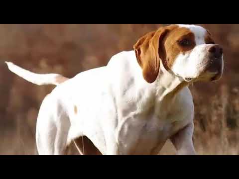 فيديو: سلالة كلب الباسط هيبوالرجينيك ، الصحة والحياة