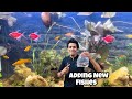 Adding new fishes to planted tank  balcony pond  indoor turtle pond  monster fish tank  iguana