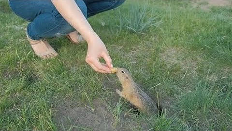 Feeding Gopher In A Hole Stock Video