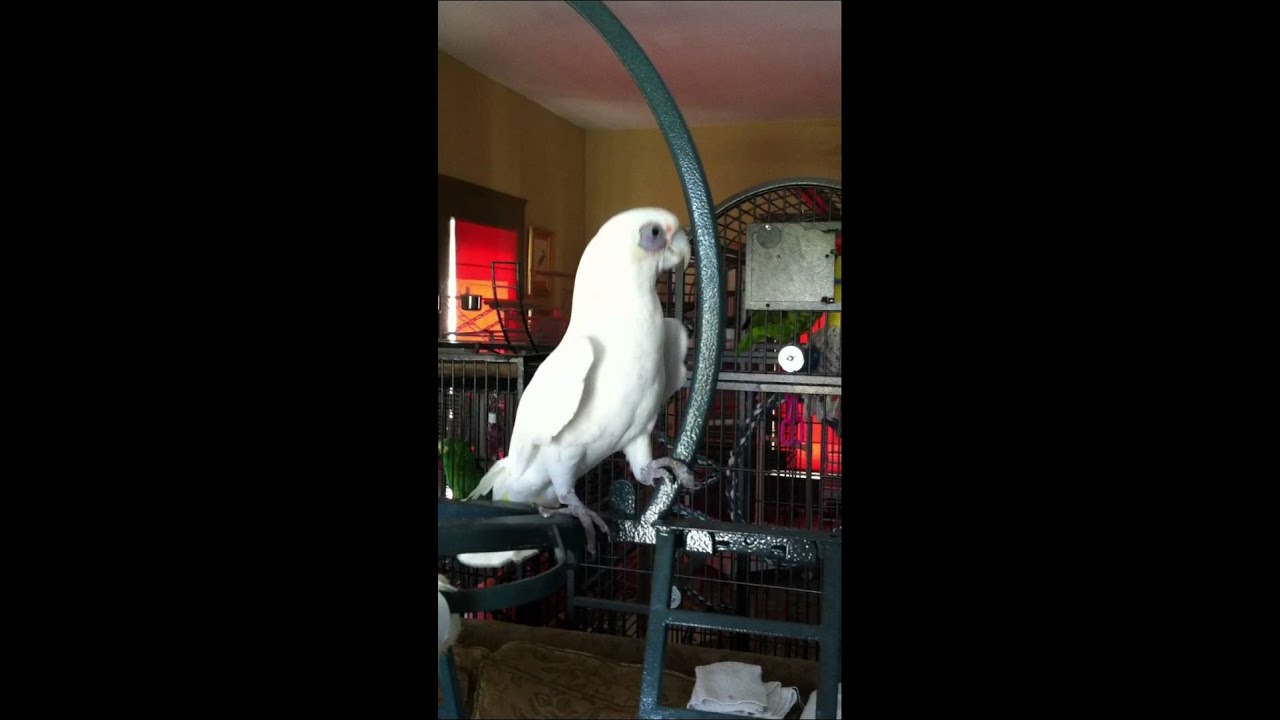 cockatoo price ph Mr. Pete the Cockatoo Dancing to Lady Gaga