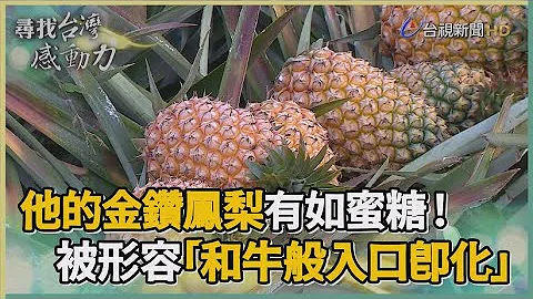 寻找台湾感动力- 台湾之光 蜜糖般的金钻凤梨 - 天天要闻