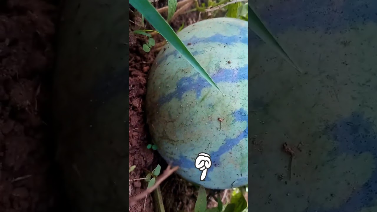 This is the Biggest Watermelon in the World 