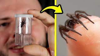 Pająki W Naszych Domach - Worczaki