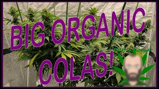 BIG ORGANIC COLAS! | ORGANIC GARDENING WITH ZOLTRIX GROWER | MK ULTRA MAK FRUITY PEBBLES PINK TACO