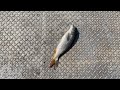 YY011.Fishing Learning Diary 7