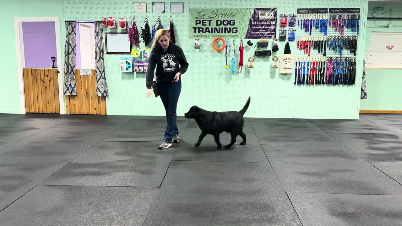 Bodie - Recall Practice, Loose Leash Walking Tips & Information.