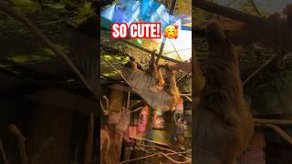 Adorable SLOTHS in Myrtle Beach at Ripleys Aquarium! #myrtlebeach #ripleysaquarium #animals