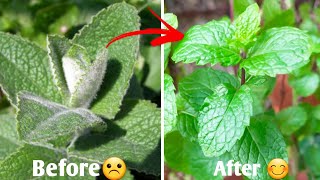 #vídeo2 ♦️MAGICAL FORMULA🌿How to Remove White Spots,mealy bugs,Fungus on Mint leaves #gardentips screenshot 5