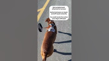 🐕Dog Lovers! Check out our new all-in-one dog harness and retractable leash