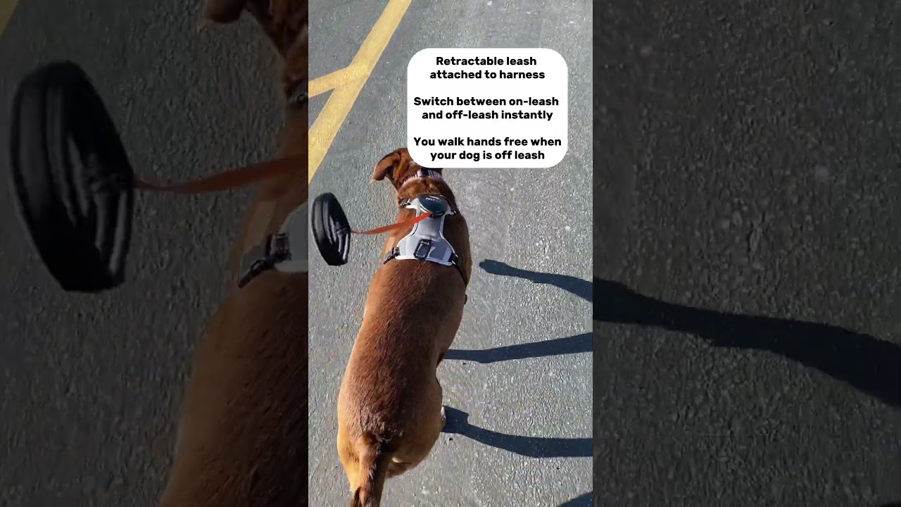 🐕Dog Lovers! Check out our new all-in-one dog harness and retractable leash