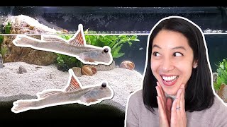 I got Dwarf Mudskippers! (aka Coolest Oddball Fish Ever)