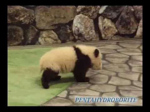 Panda RUN!