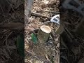 Efficient Bamboo Cutting Tool in Action! #shorts