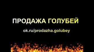 Красивые голуби России. | Продажа голубей Красивые голуби России. | Продажа голубей