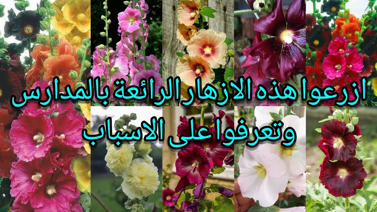 الختمية أو الخطمية  Althaea Officinalis ازرعوا هذا النبات بالمدرسة وفي كل مكان وتعرفوا على الأسباب 🌹