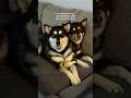 2 cute furry talking siblings #alaskanmalamute #speakingdog #dogs