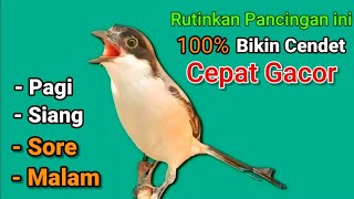 CENDET GACOR suara ngalas...!! rutinkan pancingan ini PAGI SIANG SORE MALAM agar cendet cepat GACOR