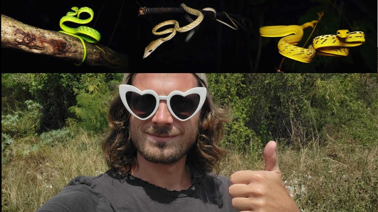 50 Shades of snakes: Thailand