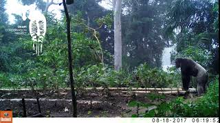 Male Chimpanzee In Epulu Garden