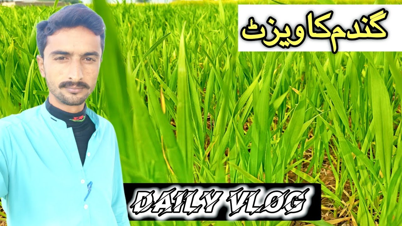 Wheat Field Visit & Daily Village Routine | Pakistani Village Vlog