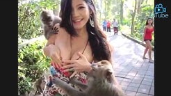 MONYET YANG LANJIIIK,,,,, PARAH BANAR...  - Durasi: 14:28. 