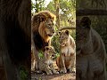 Lion Family Fight Ends Unexpectedly! 🦁🦁🦁