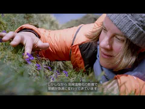 凍原の植物が極寒を生き抜く驚きの適応戦略5選