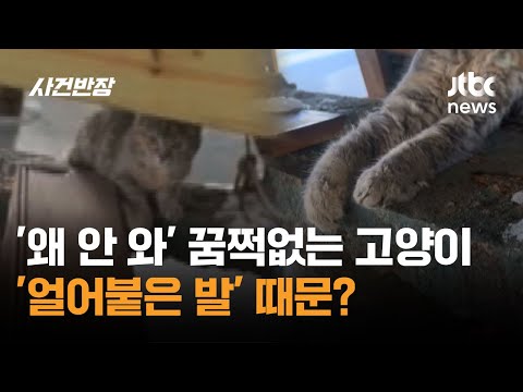 '왜 안 와' 꿈쩍없는 고양이…'얼어붙은 발' 때문? #글로벌픽 / JTBC 사건반장