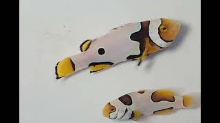 Extreme Picasso Clownfish WYSIWYG Captive-bred Pair at Pacific East Aquaculture