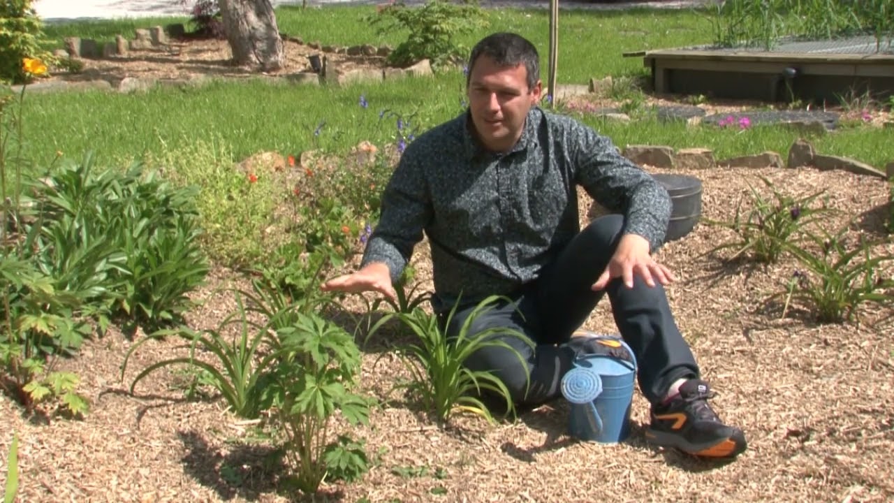 Aqualogik TV - Gestion des eaux pluviales : La Noue - Tuto n°41