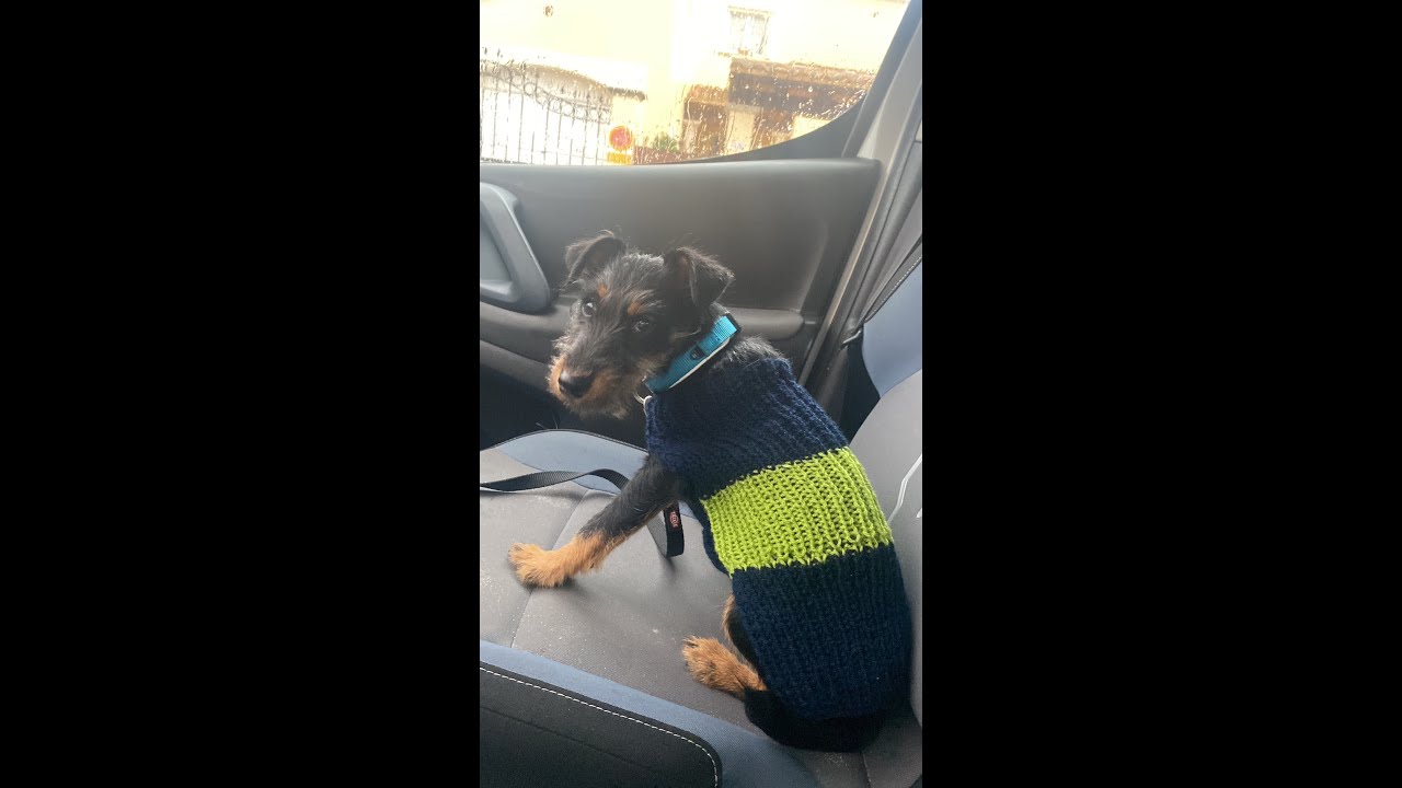 COMO TEJER VESTIDO PERRO A DOS AGUJAS MUY FACIL*